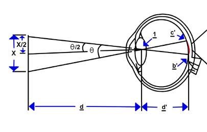 basic structure of the eye